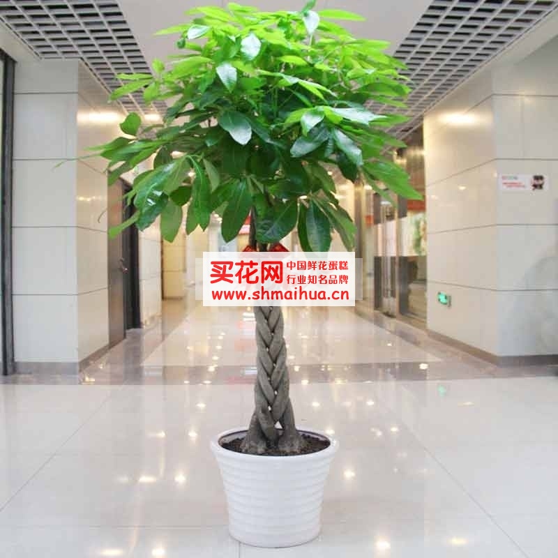 朋友新店开张送什么花最好