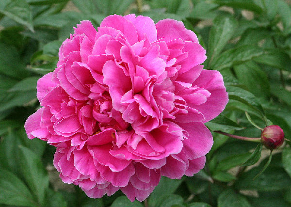 芍药的花语及传说